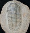 Rare, Eccoptochile Trilobite - Ordovician #15418-1